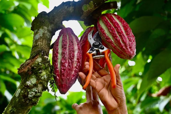 🇪🇨 En Équateur, le cacao à prix d’or ravit les producteurs mais attire les criminels (La Croix / AFP)