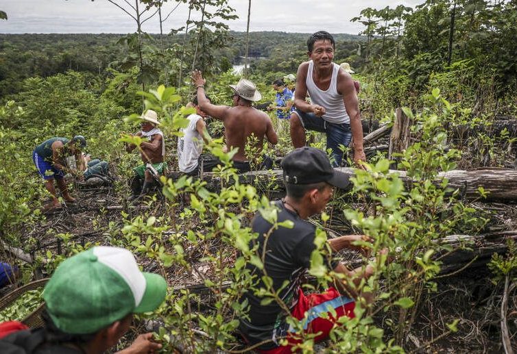 🇨🇴 Colombie : grande victoire pour les tribus indigènes en Amazonie sur la question des crédits carbone controversés (Libération / AFP)